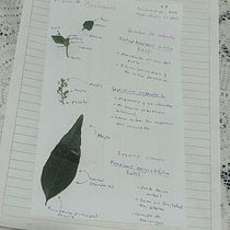 Mi proyecto del curso: Técnicas básicas de prensado botánico. Un progetto di Artigianato, Belle arti, Collage, DIY e Design floreale e vegetale di Priscila Mo Es - 08.08.2022