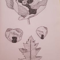Mi proyecto del curso: Ilustración botánica: del cuaderno a la lámina. Traditional illustration, Sketching, Drawing, Botanical Illustration, Sketchbook & Ink Illustration project by Marisol Martinez - 06.09.2022