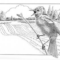 My project for course: Dip Pen and Ink Illustration: Capturing The Natural World. Sketching, Drawing, Artistic Drawing, Sketchbook, Ink Illustration, and Naturalistic Illustration project by friendlyfox18 - 06.11.2022