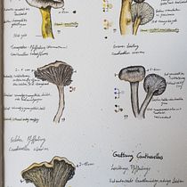 Mein Kursprojekt: Illustration einer naturwissenschaftlichen Zeitschrift. Projekt z dziedziny Trad, c, jna ilustracja, Malowanie akwarelą, R, sunek botaniczn i Sketchbook użytkownika Tanja Ko - 12.06.2022