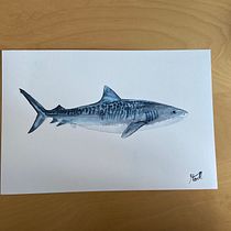 Tigershark. Un progetto di Illustrazione tradizionale, Design di poster , Illustrazione digitale e Manga di peninna_moertl - 13.06.2022