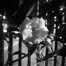 Mi proyecto del curso: Introducción a la fotografía digital. Un proyecto de Fotografía y Fotografía digital de Lucas Octavio Pineda Lopez - 12.06.2022