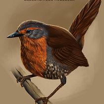 My project for course: Naturalist Animal Illustration with Procreate. Un proyecto de Ilustración tradicional, Ilustración digital, Dibujo realista e Ilustración naturalista				 de Aaron Montalva Trujillo - 13.06.2022