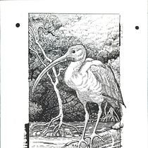 Guará. Sketching, Drawing, Artistic Drawing, Sketchbook, Ink Illustration, and Naturalistic Illustration project by Júlia d'Oliveira - 06.19.2022