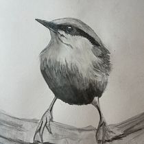 My project for course: Artistic Watercolor Techniques for Illustrating Birds. Watercolor Painting, Realistic Drawing, and Naturalistic Illustration project by Andrea Wohlert - 06.17.2022