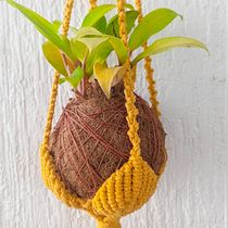 Mi proyecto del curso: Kokedamas: crea macetas naturales de musgo. Un proyecto de Artesanía, Diseño de interiores, Paisajismo, Decoración de interiores, DIY, Diseño floral y vegetal de ALBA TERAN PATARROYO - 17.06.2022