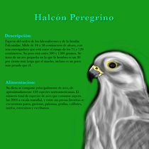 Mi proyecto del curso: Ilustración naturalista de animales con Procreate. Un proyecto de Ilustración tradicional, Ilustración digital, Dibujo realista e Ilustración naturalista				 de silvia_ayla - 17.06.2022