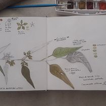 Mi proyecto del curso: Cuaderno botánico en acuarela. Projekt z dziedziny Trad, c, jna ilustracja, Malowanie akwarelą, R, sunek botaniczn i Sketchbook użytkownika Gabriela Bejarano Cruz - 20.06.2022