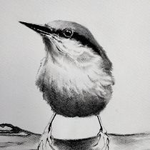 Il mio progetto del corso: Acquerello artistico per illustrazione di animali: gli uccelli. Naturalistic Illustration, Traditional illustration, Watercolor Painting, and Realistic Drawing project by Elisabetta Bagnoli - 06.20.2022
