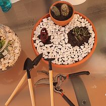 Mi proyecto del curso: Arte vegetal: crea tu propio terrario abierto. Interior Design, L, scape Architecture, Decoration, DIY, Floral, and Plant Design project by Kassandra Fernandez - 06.22.2022