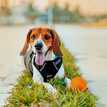 Mi proyecto del curso: Fotografía lifestyle de perros. Un projet de Photographie, Photographie de portrait, Photographie pour Instagram, Photographie documentaire, Photographie lifest , et le de Jonathan Austreberto Zamacona Alarcón - 23.04.2022