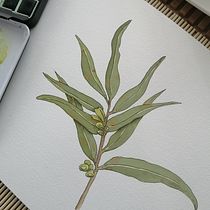 Mi proyecto del curso: Sketchbook botánico: una aproximación meditativa. Ilustração tradicional, Esboçado, Desenho, Pintura em aquarela, Ilustração botânica, e Sketchbook projeto de Carmen Flores - 25.06.2022