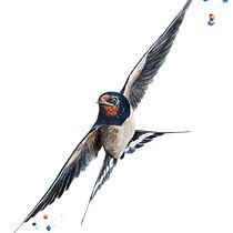 My project for course: Artistic Watercolor Techniques for Illustrating Birds. Traditional illustration, Watercolor Painting, Realistic Drawing, and Naturalistic Illustration project by István Pospíšil - 06.25.2022