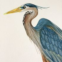 Mi proyecto del curso: Ilustración naturalista de aves con acuarela. Ilustração tradicional, Pintura em aquarela, Desenho realista e Ilustração naturalista projeto de Citlalli Fernández Funes - 23.06.2022