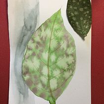 My project for course: Illustrating Nature: A Creative Exploration. Un projet de Illustration traditionnelle, Peinture, Dessin, Aquarelle, Illustration à l'encre et Illustration naturaliste de d_garner - 26.06.2022