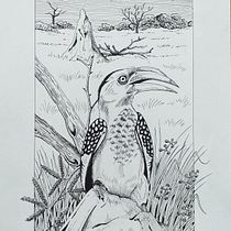 Mijn project van de cursus: Illustratie met een kroontjespen en inkt: leg de natuur vast. Sketching, Drawing, Artistic Drawing, Sketchbook, Ink Illustration, and Naturalistic Illustration project by Esther van der Meer - 06.27.2022