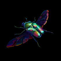 My Scientific Illustration of a Female Flower Beetle. Projekt z dziedziny Trad, c, jna ilustracja, Pattern design, Ilustracja c, frowa, Ilustracja naturalist i czna użytkownika Phaedra Stevens - 29.06.2022