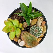 MIS JARDINES FAVORITOS. Interior Design, L, scape Architecture, Decoration, DIY, Floral, Plant Design, Arts, and Crafts project by mirthacarrero - 07.01.2022