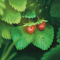 Cozy Strawbies ~ [Atmospheric Scenes in Procreate: Paint with Color and Light]. Digital Illustration, and Traditional illustration project by D'yani Wood - 06.30.2022