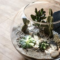 My project for course: Plant Art: Create Your Own Open Terrarium . Interior Design, L, scape Architecture, Decoration, DIY, Floral, and Plant Design project by themindfulsalon - 07.03.2022