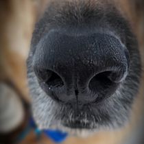 Mi proyecto del curso: Fotografía lifestyle de perros. Un projet de Photographie, Photographie de portrait, Photographie documentaire, Photographie lifest, le , et Photographie pour Instagram de Diana Angulo Cruz - 06.07.2022
