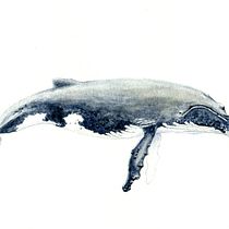 My project for course: Naturalist Illustration Techniques: Whales in Watercolor. Un progetto di Illustrazione tradizionale di Dominic Meiser - 04.07.2022