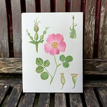 Rosa canina: Botanical Illustration with Watercolors. Traditional illustration, Fine Arts, Painting, Drawing, Watercolor Painting, and Botanical Illustration project by marieke_roelof - 07.05.2022