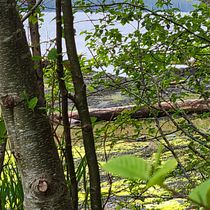 A Day in Ketchikan, Alaska. Un projet de Photographie, Photographie extérieure, Photographie pour Instagram, Photographie documentaire , et Composition photographique de kris_hill10 - 05.07.2022