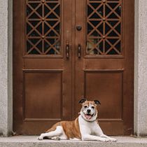 My project for course: Lifestyle Dog Photography. Un projet de Photographie, Photographie de portrait, Photographie pour Instagram, Photographie documentaire, Photographie lifest , et le de kristen_deboer - 05.07.2022