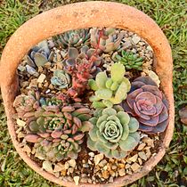 Mi proyecto del curso: Diseño y creación de composiciones botánicas. Een project van Interieurontwerp, L, scaping,  Interieurdecoratie, DIY y Bloem- en plantenschikken van Silvia Mercedes Frontini - 07.07.2022
