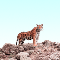 Mi proyecto del curso: Fotomontaje e ilustraciones fantásticas en Photoshop. Photograph, Collage, Photo Retouching, Digital Illustration, Photographic Composition, and Photomontage project by martasantamariapz - 07.10.2022