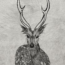 Mi proyecto del curso: Ilustración naturalista de animales con Procreate. Un proyecto de Ilustración tradicional, Ilustración digital, Dibujo realista e Ilustración naturalista				 de Tania Cotillas - 10.07.2022