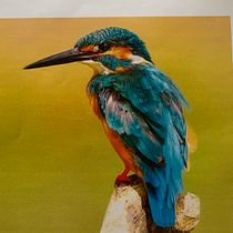 My project for course: Artistic Watercolor Techniques for Illustrating Birds. Watercolor Painting, Traditional illustration, Realistic Drawing, and Naturalistic Illustration project by Stacy White - 06.27.2022