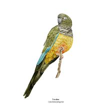 Mi proyecto del curso: Ilustración naturalista de aves con acuarela. Ilustração tradicional, Pintura em aquarela, Desenho realista e Ilustração naturalista projeto de Claudia Nathalie - 11.07.2022