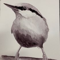 My project for course: Artistic Watercolor Techniques for Illustrating Birds. Traditional illustration, Watercolor Painting, Realistic Drawing, and Naturalistic Illustration project by Kerryn Hocking - 07.10.2022