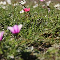 My project for course: Beginner’s Photography: Basic Camera Use and Theory. Photograph, Digital Photograph, and Photographic Composition project by Madelaine Ford - 07.12.2022