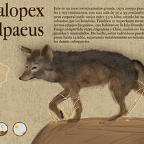 Mi proyecto del curso: Ilustración naturalista de animales con Procreate. Un proyecto de Ilustración tradicional, Ilustración digital, Dibujo realista e Ilustración naturalista				 de Brian Villa - 09.07.2022