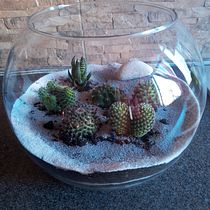 Il mio progetto del corso: Arte vegetale: crea un terrario aperto. Interior Design, L, scape Architecture, Decoration, DIY, Floral, and Plant Design project by Gianluca Oteri - 07.13.2022