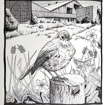 My project for course: Dip Pen and Ink Illustration: Capturing The Natural World. Sketching, Drawing, Artistic Drawing, Sketchbook, Ink Illustration, and Naturalistic Illustration project by Jennie Bibbings - 07.16.2022