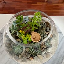 Sala Mich Primer Terrario. Interior Design, Decoration, Floral, and Plant Design project by Michael Palomino - 07.16.2022