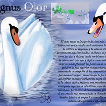 Illustrazione naturalistica di animali con Procreate: IL CIGNO REALE. Un proyecto de Ilustración tradicional, Ilustración digital, Dibujo realista e Ilustración naturalista				 de Elisa Shadow - 17.07.2022