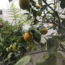My project for course: Botanical Watercolor: Illustrating Art and Science. Un progetto di Illustrazione tradizionale, Belle arti, Pittura, Disegno, Pittura ad acquerello e Illustrazione botanica di deirdreward04 - 19.07.2022