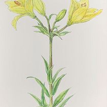 My project for course: Illustrating Nature with Watercolor and Pen. Traditional illustration, Fine Arts, Painting, Drawing, Watercolor Painting, and Botanical Illustration project by talitha_hodge - 07.20.2022
