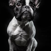 Mi proyecto del curso: Introducción a la fotografía de perros. Un projet de Photographie, Photographie de portrait, Photographie de studio, Photographie documentaire, Photographie lifest, le , et Photographie intérieure de arizolalindley - 20.07.2022