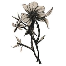 My project for course: Illustrating Nature with Watercolor and Pen. Traditional illustration, Fine Arts, Painting, Drawing, Watercolor Painting, and Botanical Illustration project by Susan Lichter - 07.23.2022