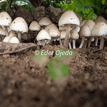 Mi proyecto del curso: Fotografía para principiantes: descubre tu cámara digital . % Eder José Ojeda Villalba tarafından hazırlanan Fotoğrafçılık, Dijital Fotoğrafçılık, Fotoğrafik Kompozis, Ve on projesi - 07.25.2022