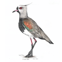 Mi proyecto del curso: Ilustración naturalista de aves con acuarela. Ilustração tradicional, Pintura em aquarela, Desenho realista e Ilustração naturalista projeto de Cristóbal Morales Z. - 26.07.2022