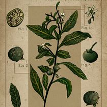 Mi proyecto del curso: Ilustración botánica: del cuaderno a la lámina. Traditional illustration, Sketching, Drawing, Botanical Illustration, Sketchbook & Ink Illustration project by Maleny Estrada - 07.26.2022