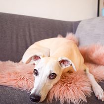 My project for course: Lifestyle Dog Photography. Un projet de Photographie, Photographie de portrait, Photographie pour Instagram, Photographie documentaire, Photographie lifest , et le de estrella_salas - 28.07.2022