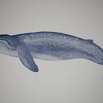 Il mio progetto del corso: Tecniche di illustrazione naturalistica: balene ad acquerello. Un progetto di Illustrazione tradizionale, Design di poster , Illustrazione digitale e Manga di silvia crippa - 29.07.2022